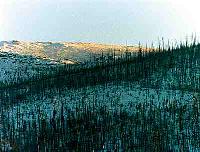 Taiga siberiana